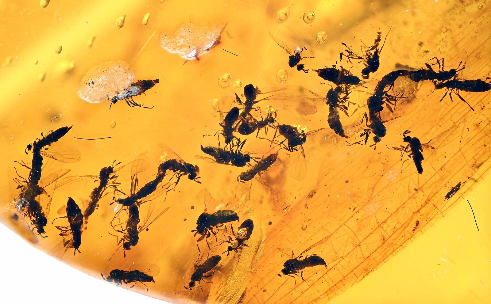 Swarm of flies with mating pairs, Fossil inclusion in Burmese Amber