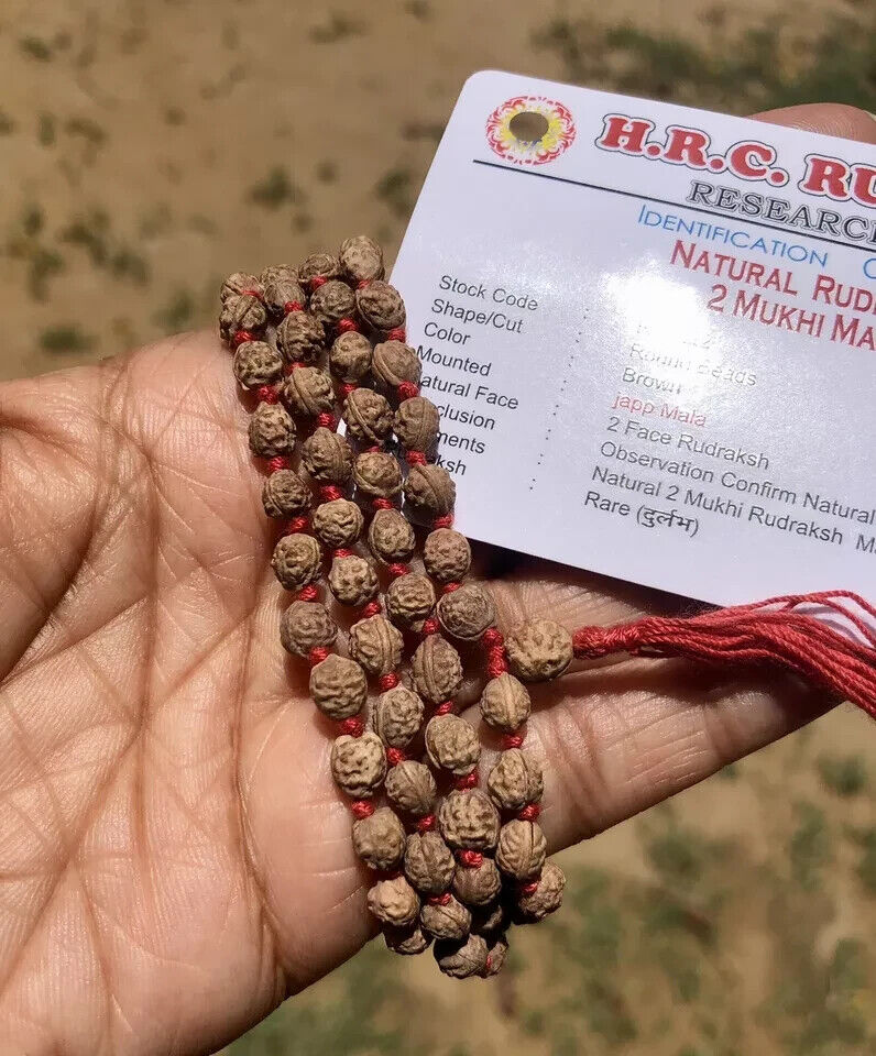 LAB CERTIFIED Rare 2 Mukhi RUDRAKSHA Rudraksh Mala ROSARY 108+1 Prayer Beads