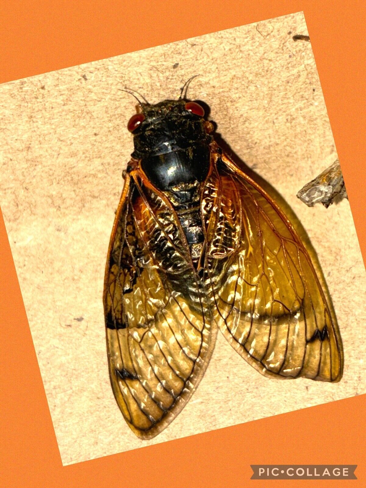 👒 2024 Brood 17yr Cicada XIX~Open Wing~Specimen~ Alabama