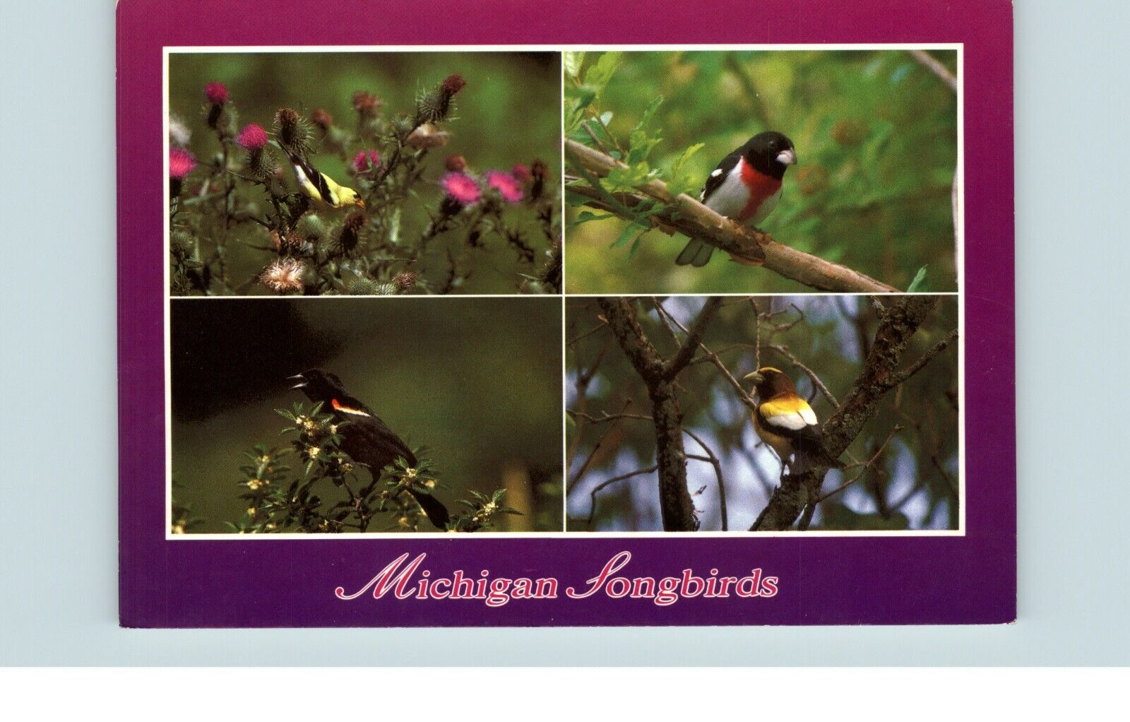 Michigan longbirds American Goldfinch Rose Breasted Grosbeak Postcard 