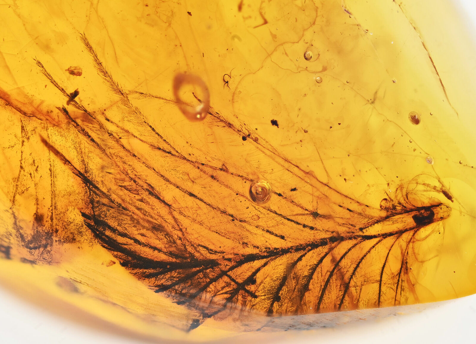 Rare Aves Bird Feather, Fossil inclusion in Burmese Amber