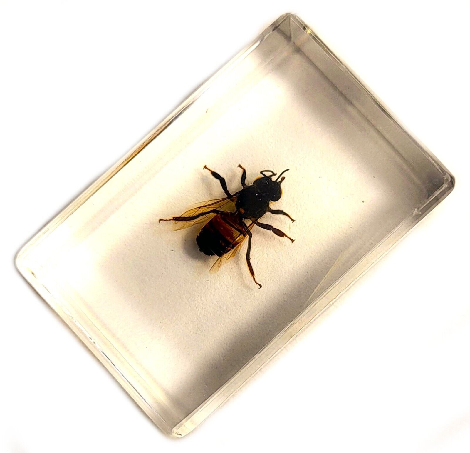 44mm Real Honeybee Honey Bee in Clear Lucite Resin Science Education Specimen