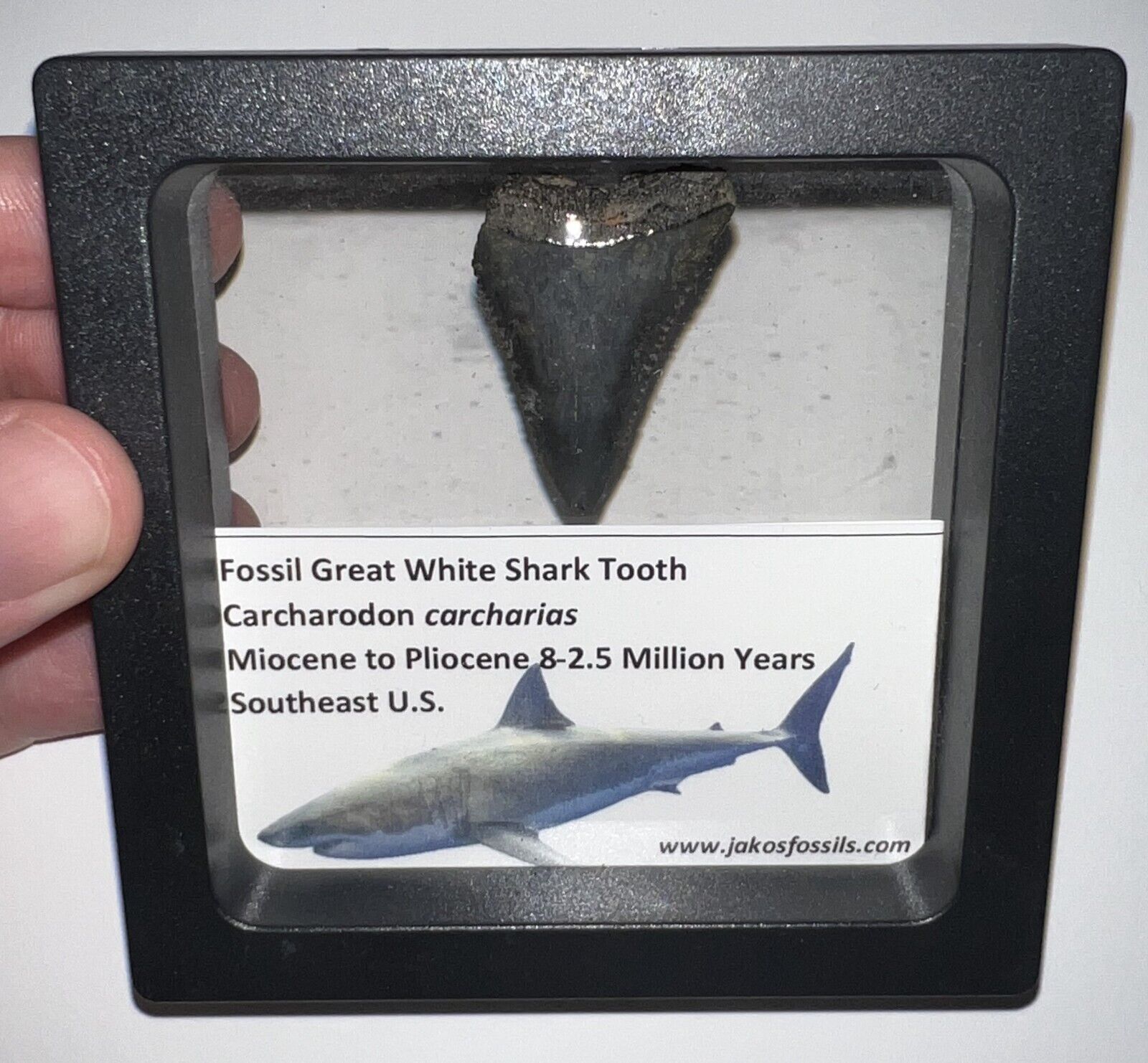 Framed Fossil GREAT WHITE SHARK TOOTH Lot Megalodon Era ONE PER ORDER