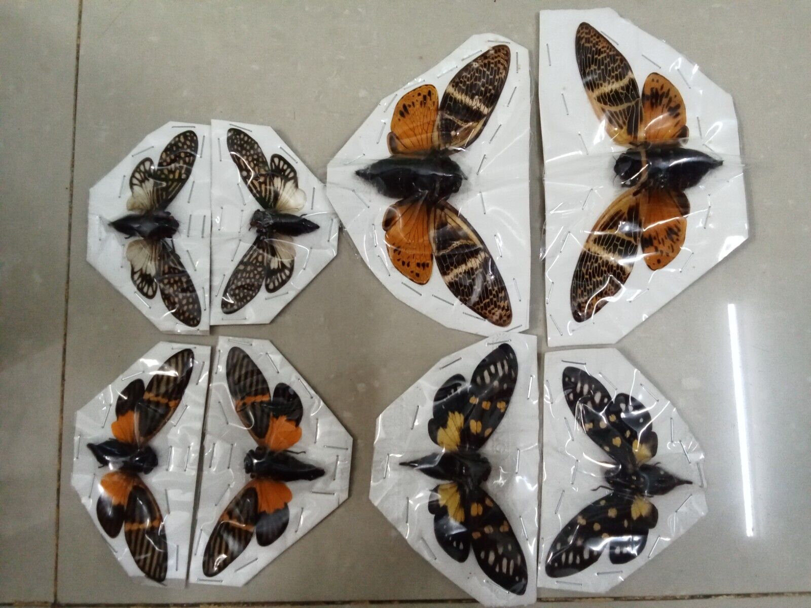 08 Real Cicada  spread wings (04 species)