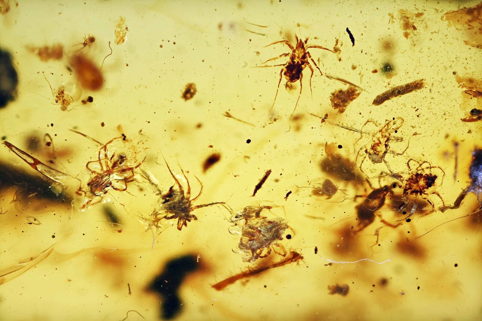 Large Swarm of Acari (mites), Fossil inclusion in Burmese Amber