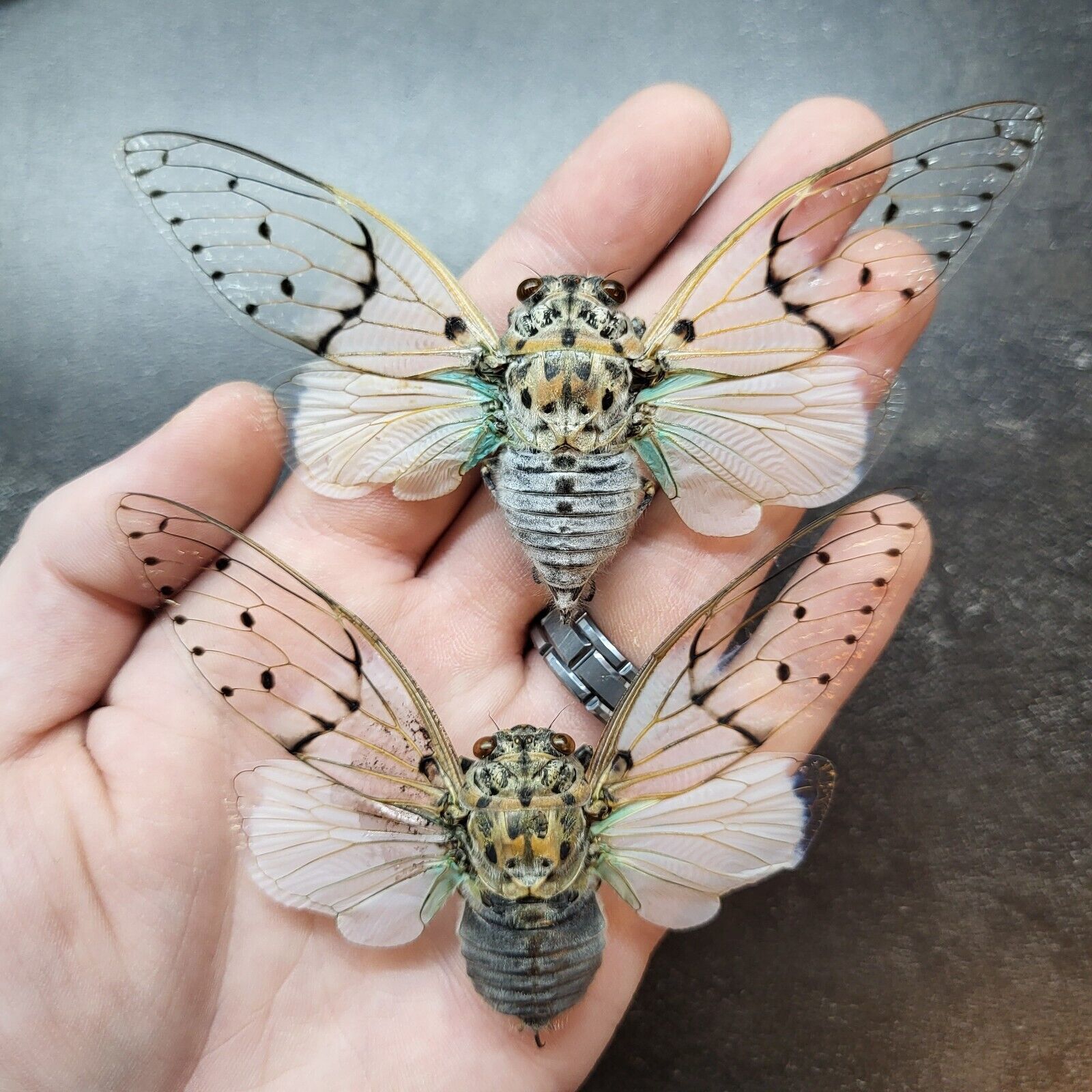 Ayuthia Spectabile (1) GHOST CICADA Wings Spread Real Insect Bug Specimen RARE