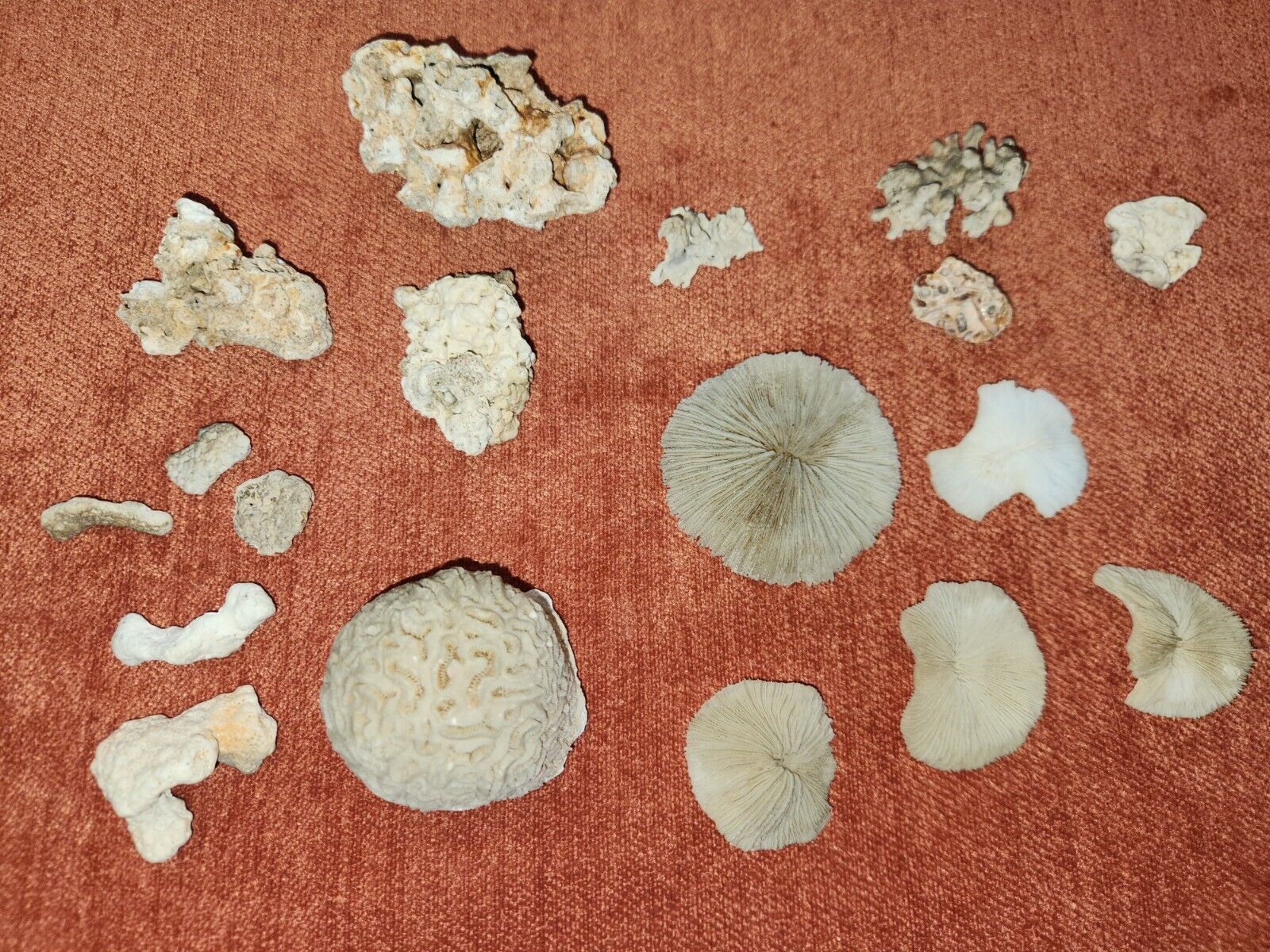 LOT Vintage Natural White Brain Coral mushroom coral  and more