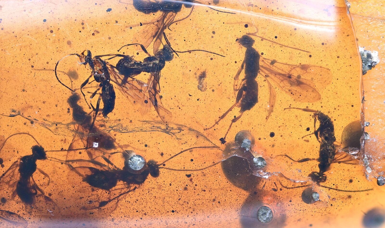 Large swarm of Hymenoptera (Wasps), Fossil Inclusion in Burmese Amber