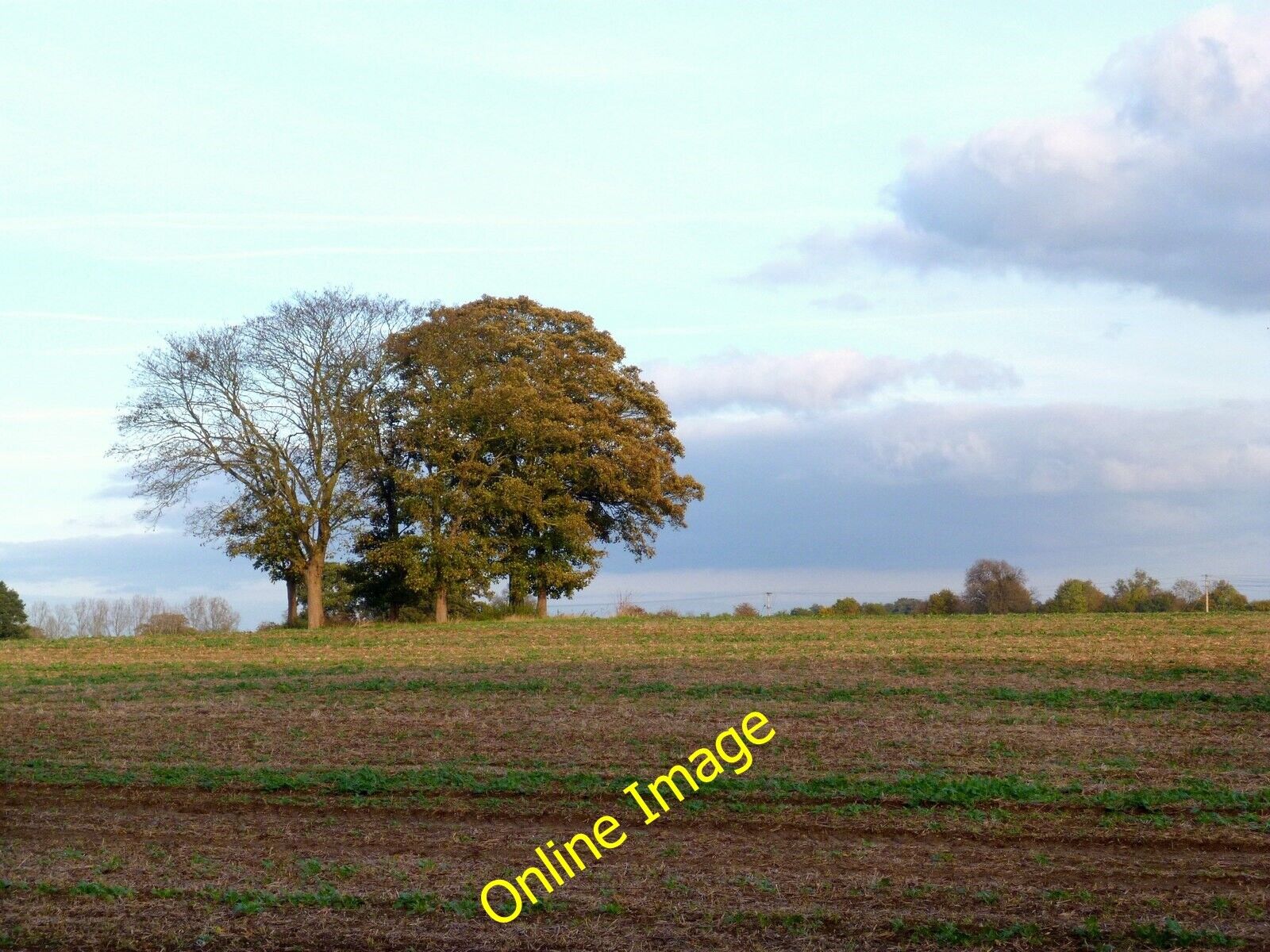Photo 6x4 Clump of Trees Near Burcot Golden Balls North of the main road  c2012