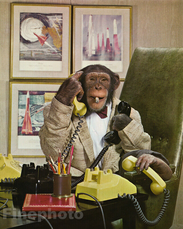 1950s Boss MONKEY HUMOR Chimpanzee BUSINESS Phones Office Cigar Photo Art 12x16