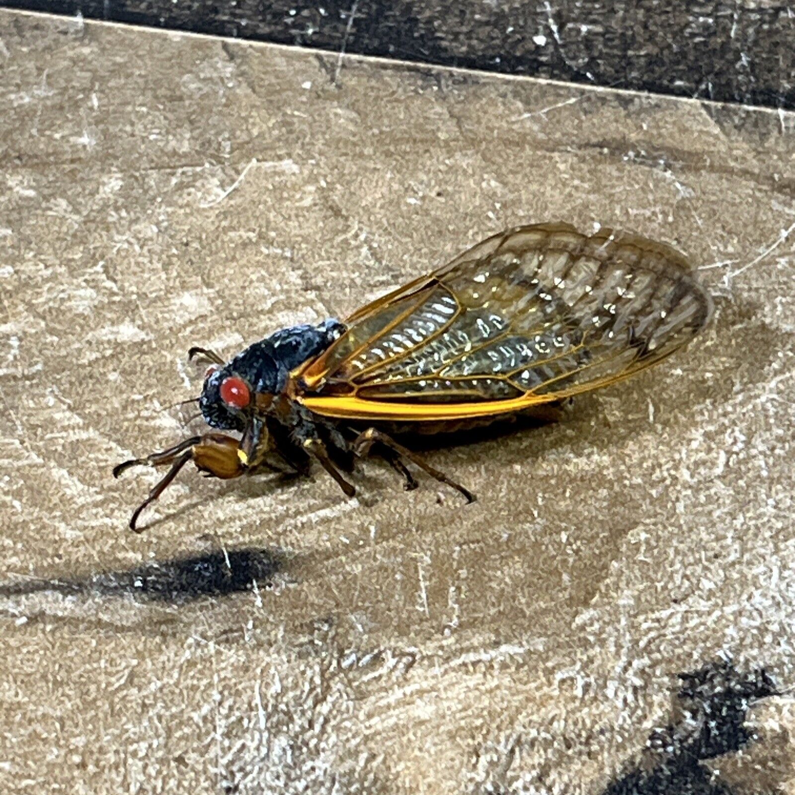 2024 Brood XIX Cicada Specimen Entomology Georgia Biology