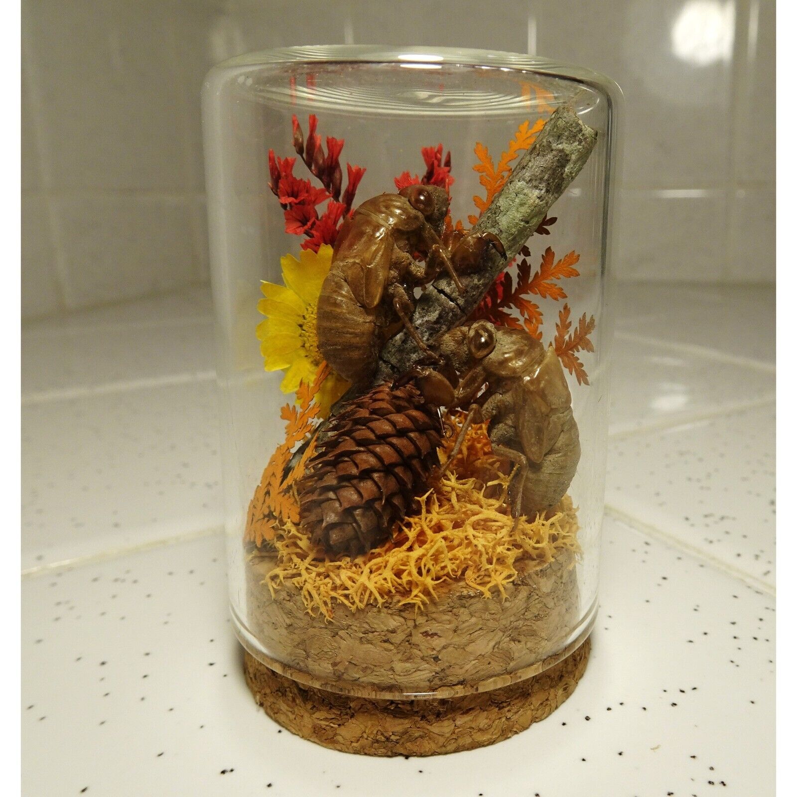 Two Cicada Skins with Tiny Pinecone Oddity Jar autumn leaves flowers moss witchy