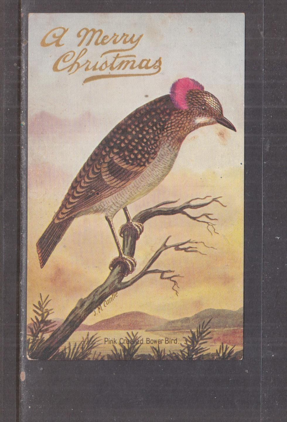 AUSTRALIA, PINK CRESTED BOWER BIRD on BRANCH, c1910 Xmas ppc., unused.