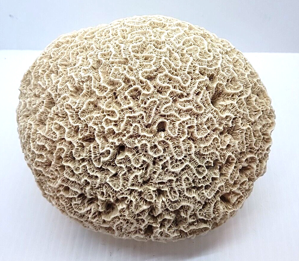 Large Vintage Natural White Brain Coral 8”x 7” 3.5 Lbs. Beautiful