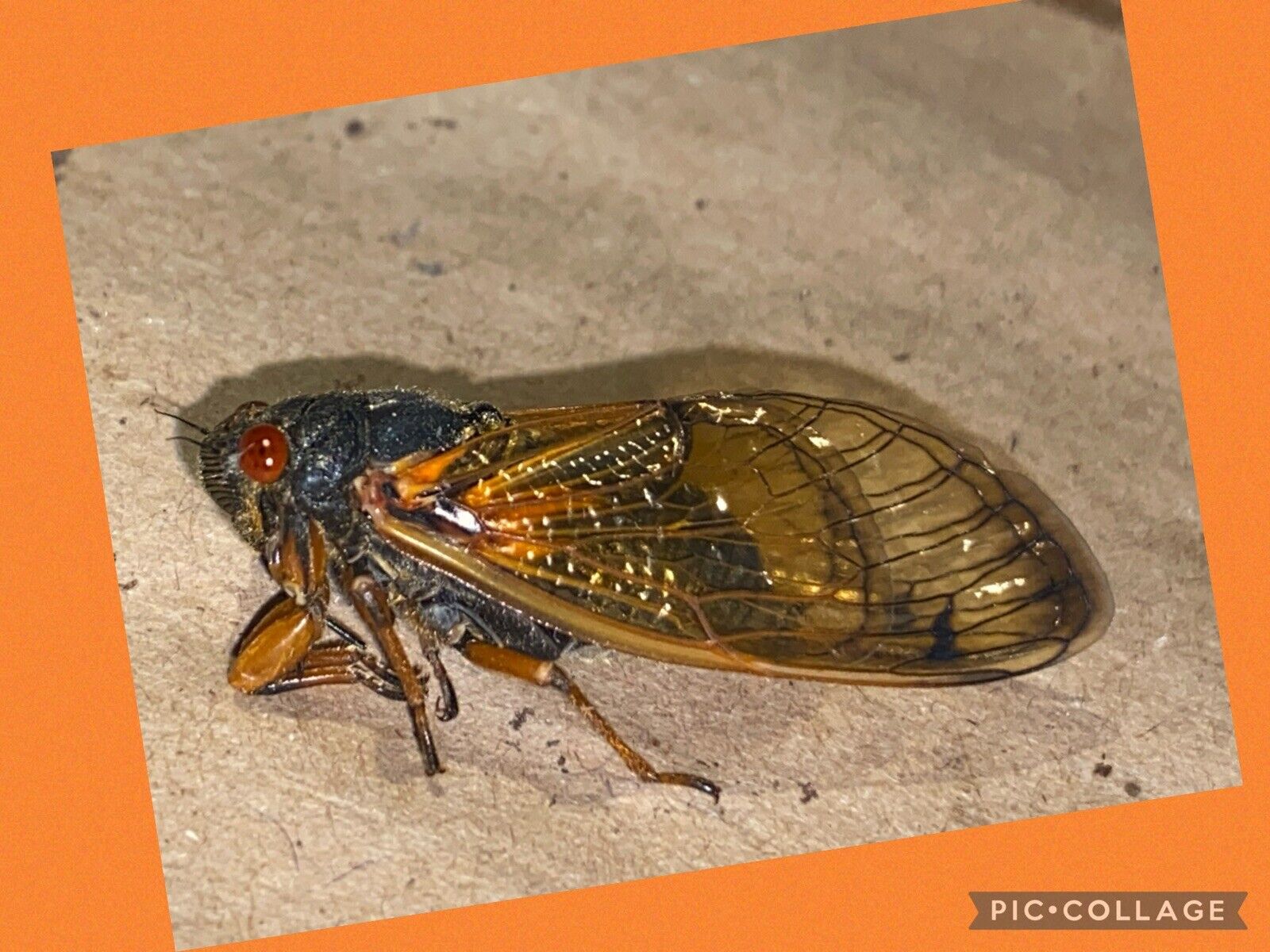 👒 2024 Brood 17yr Cicada XIX Specimen~ Alabama