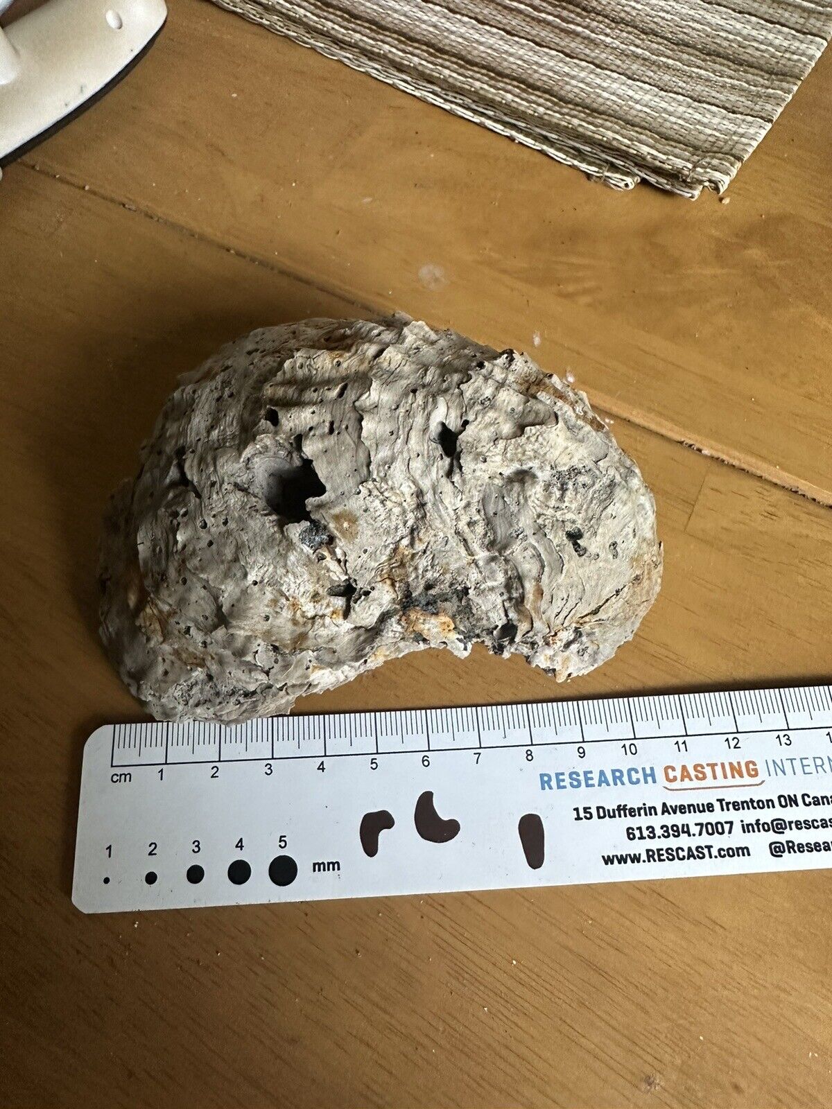 DINOSAUR ERA Oyster Exogyra costata Fossil NJ Cretaceous Mollusk 10 cm