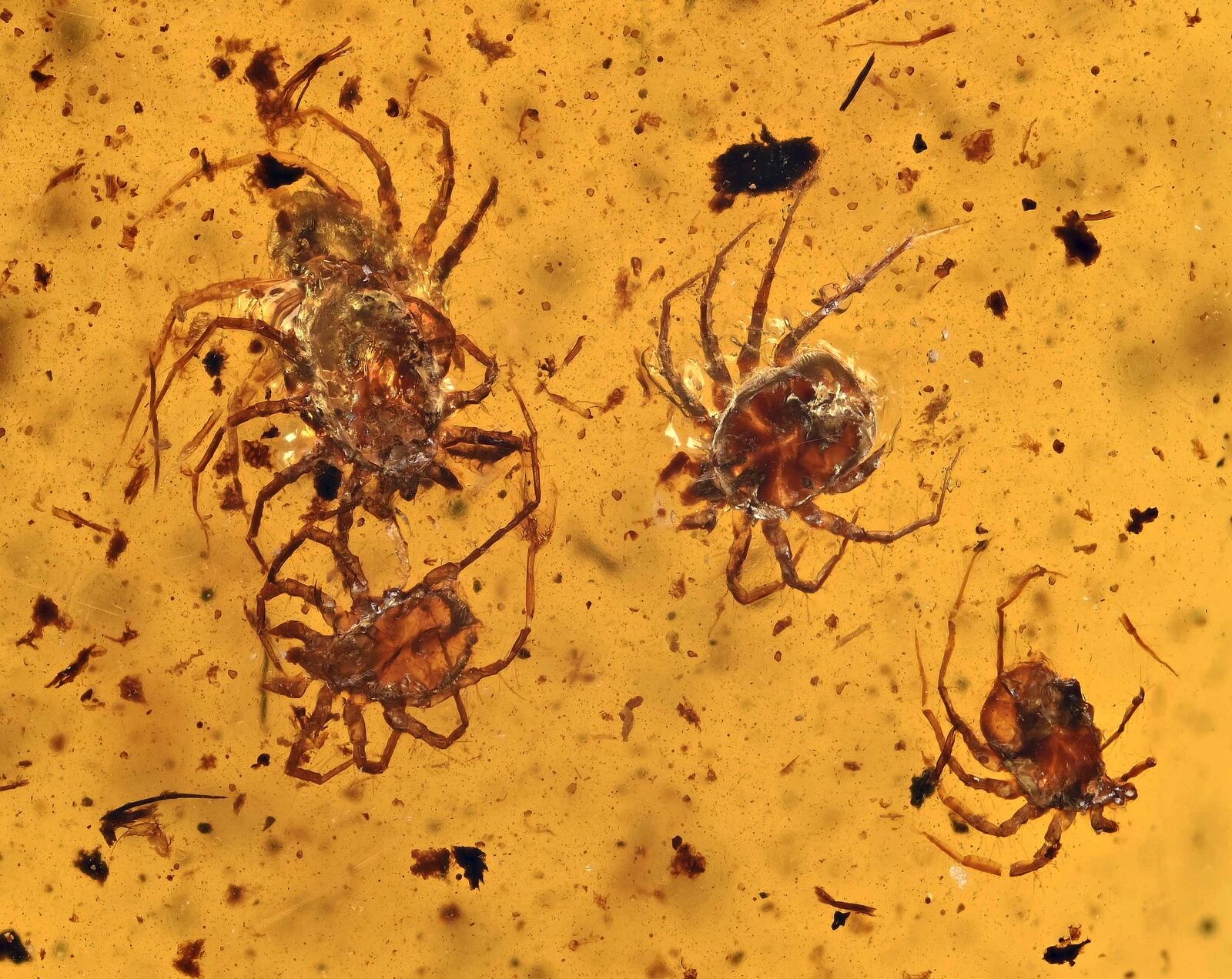 Swarm of Acari (Ticks), Fossil inclusion in Burmese Amber