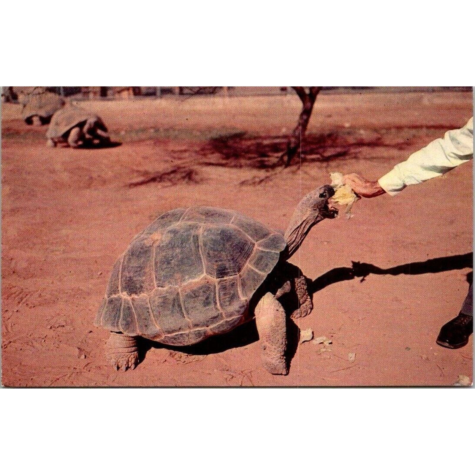 Giant Tortoise Galapagos Islands Vintage Postcard 3.5\