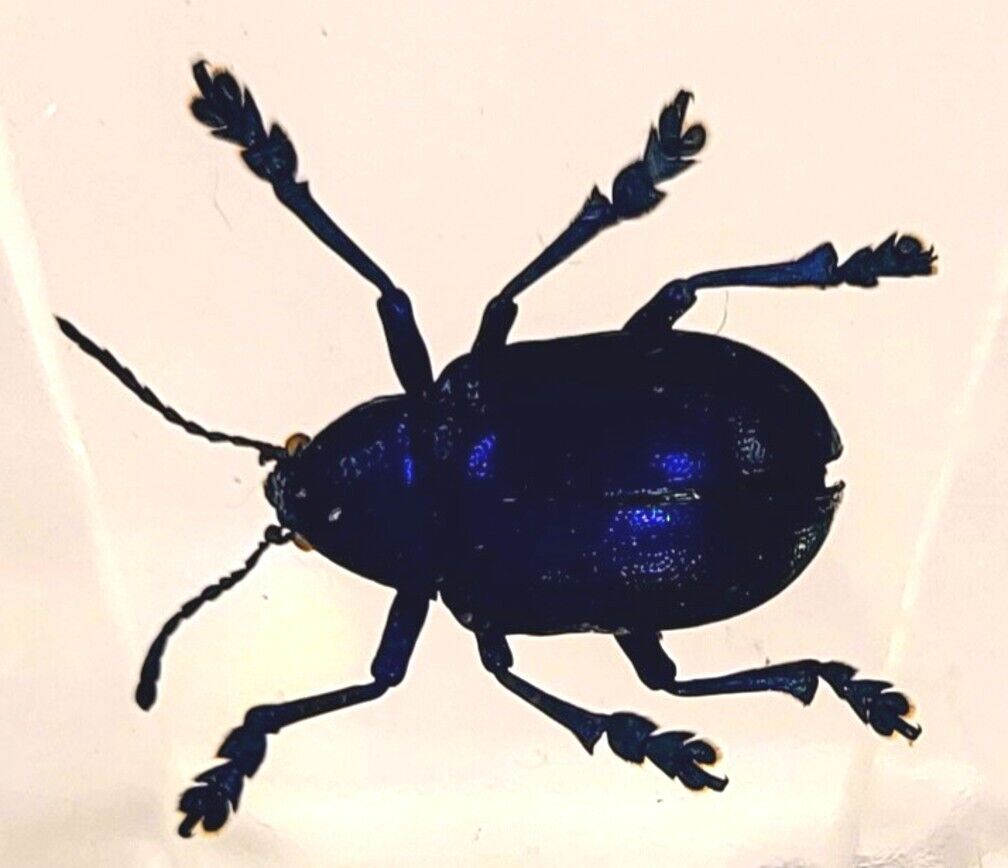 44mm Real Cobalt Blue Milkweed Beetle in Lucite Resin Science Education Specimen