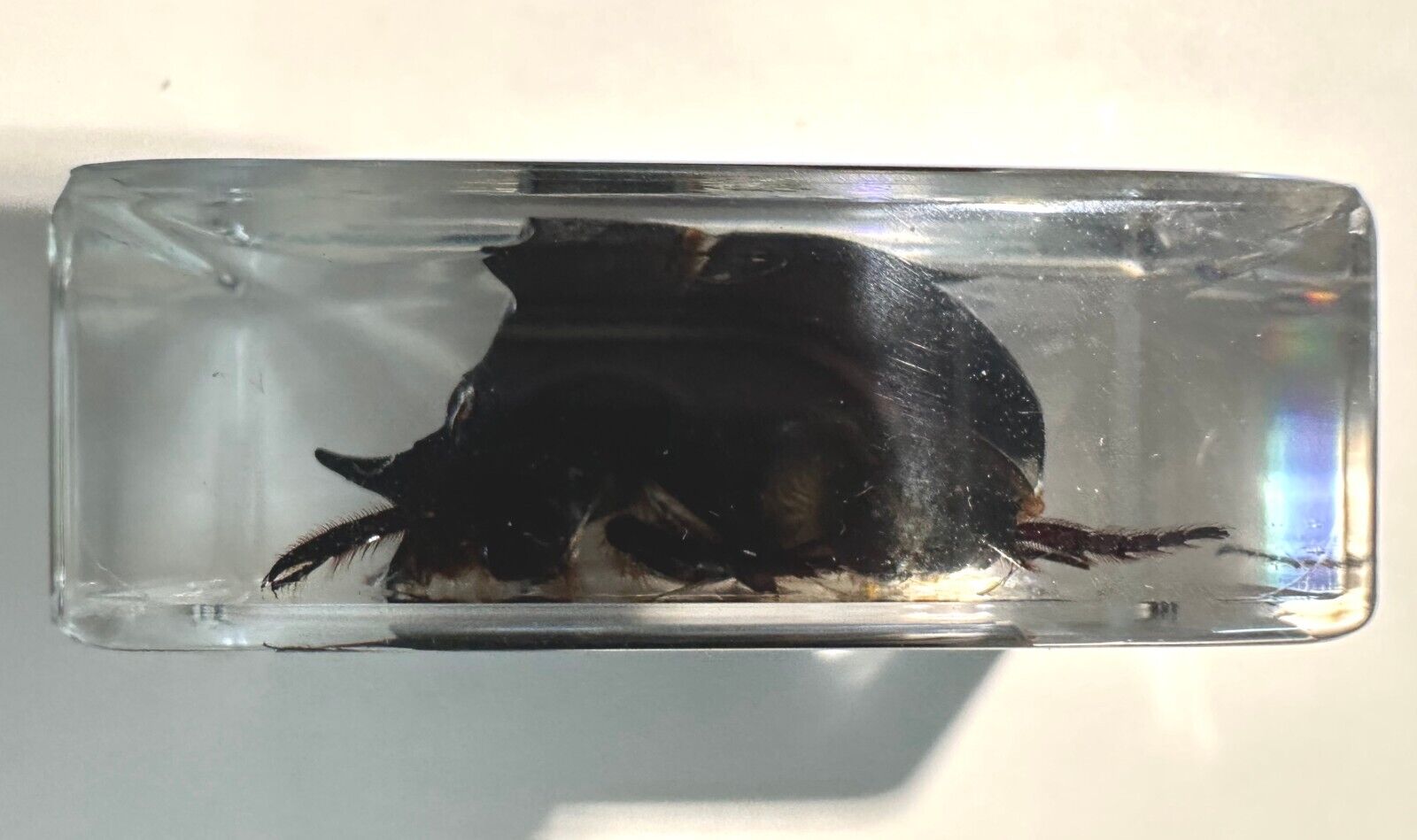 44mm Real Dung Beetle w/ Horn in Clear Lucite Resin Science Education Specimen