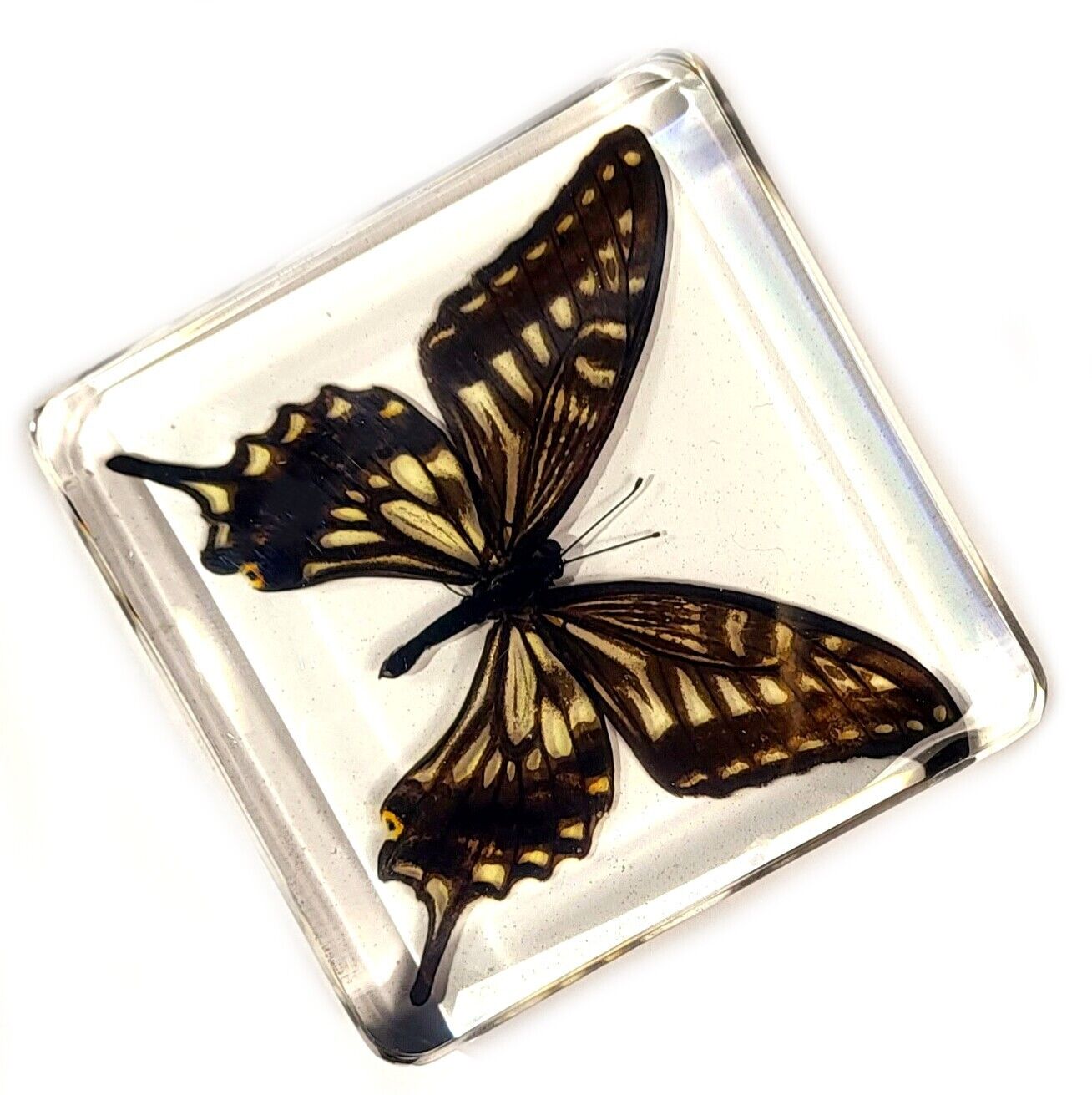 75mm Real Asian Swallowtail Butterfly in Clear Lucite Science Education Specimen