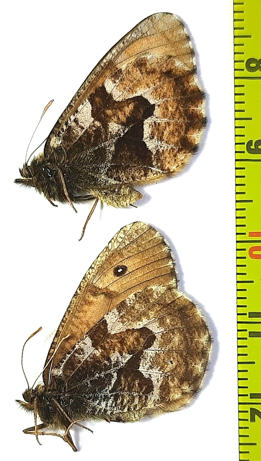 Satyridae, Oeneis urda urda  2m A1, E. Russia  (S. Siberia)
