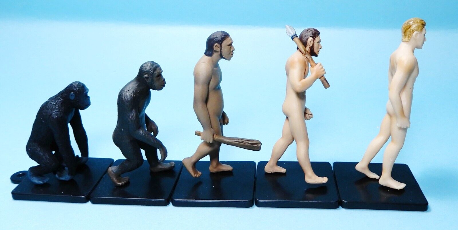 TAMA-KYU Diagram of Human evolution 5 figures Hominina Homo erectus US seller