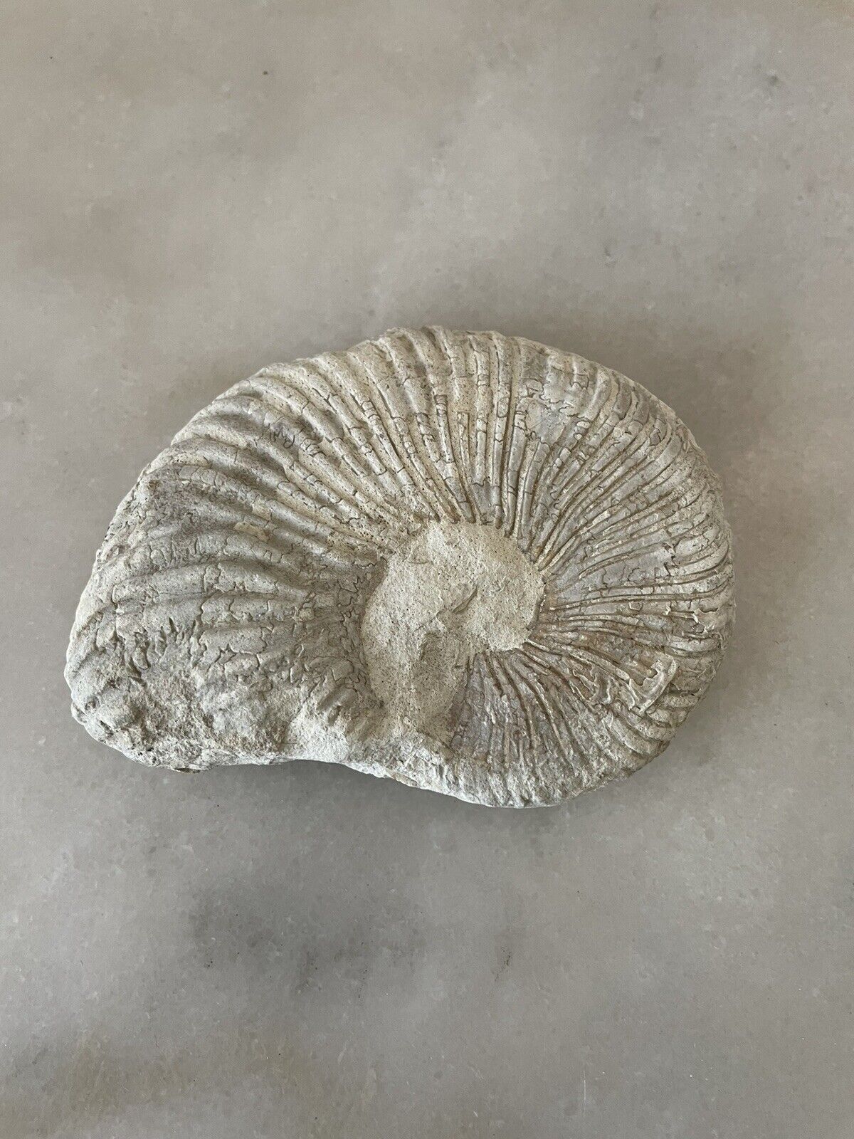 Texas Ammonite Cretaceous Fossil 4.0”
