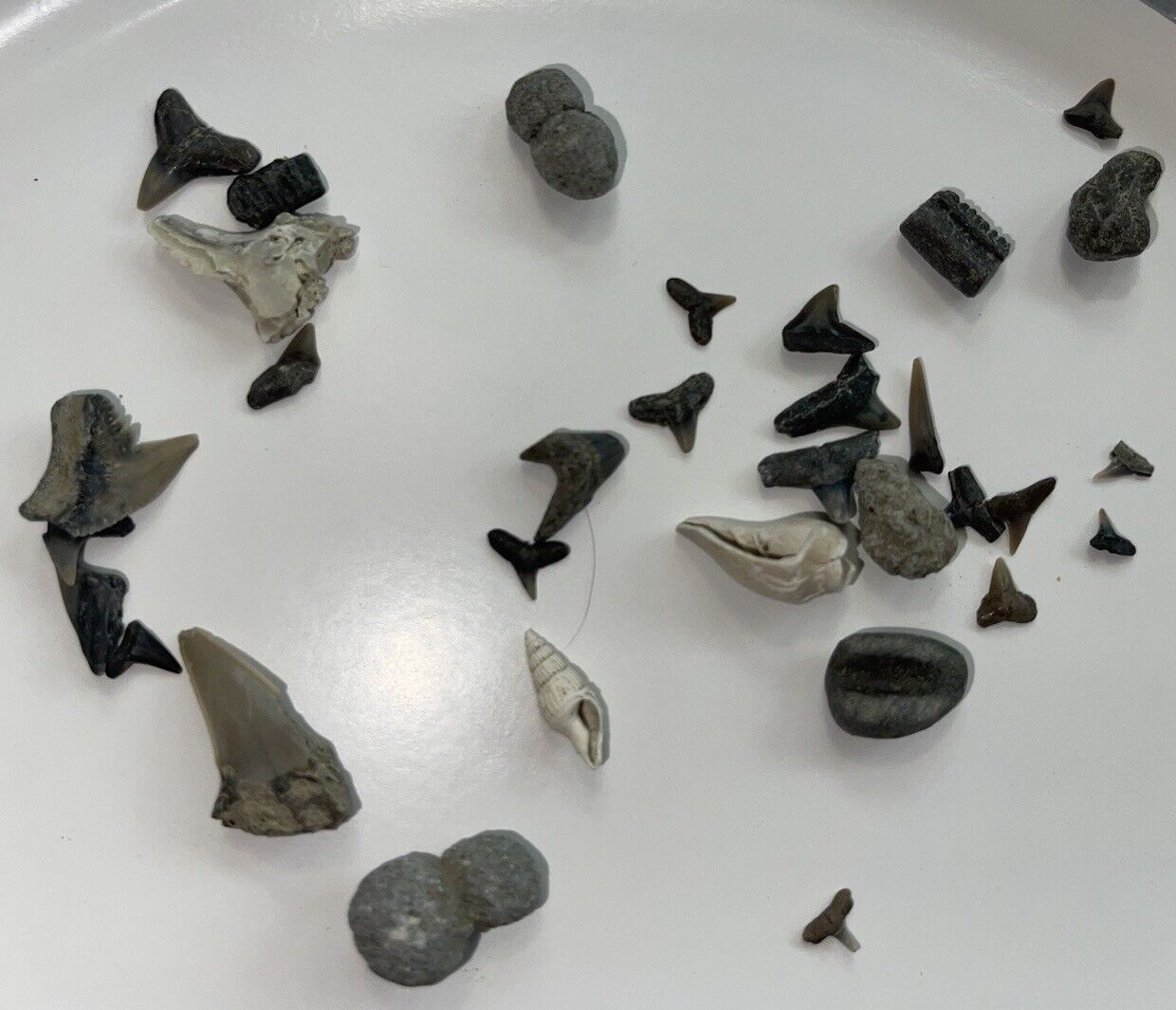 Shark Teeth Miocene and Pliocene marine fossils Collection D