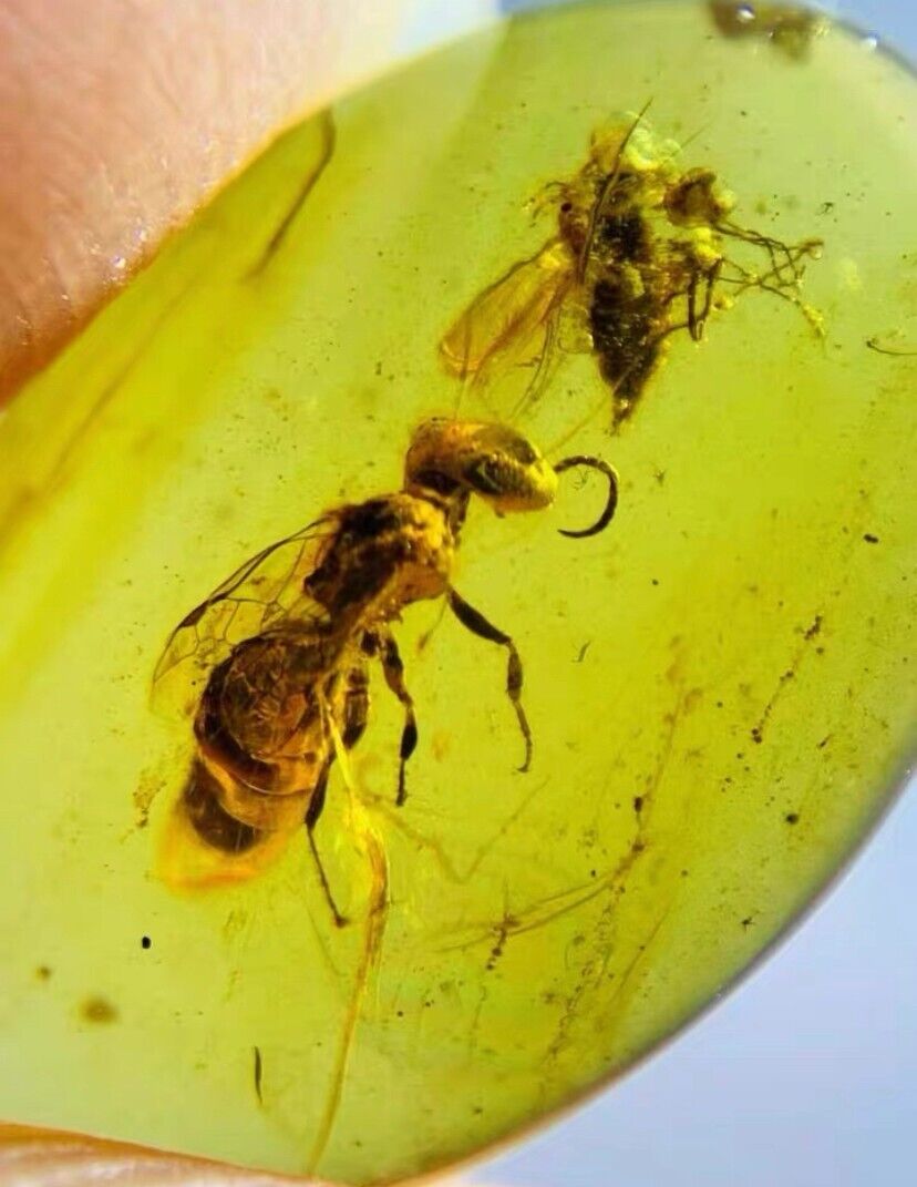 Cretaceous Fossil Burmese amber burmite honeybee insect Fossil amber Myanmar
