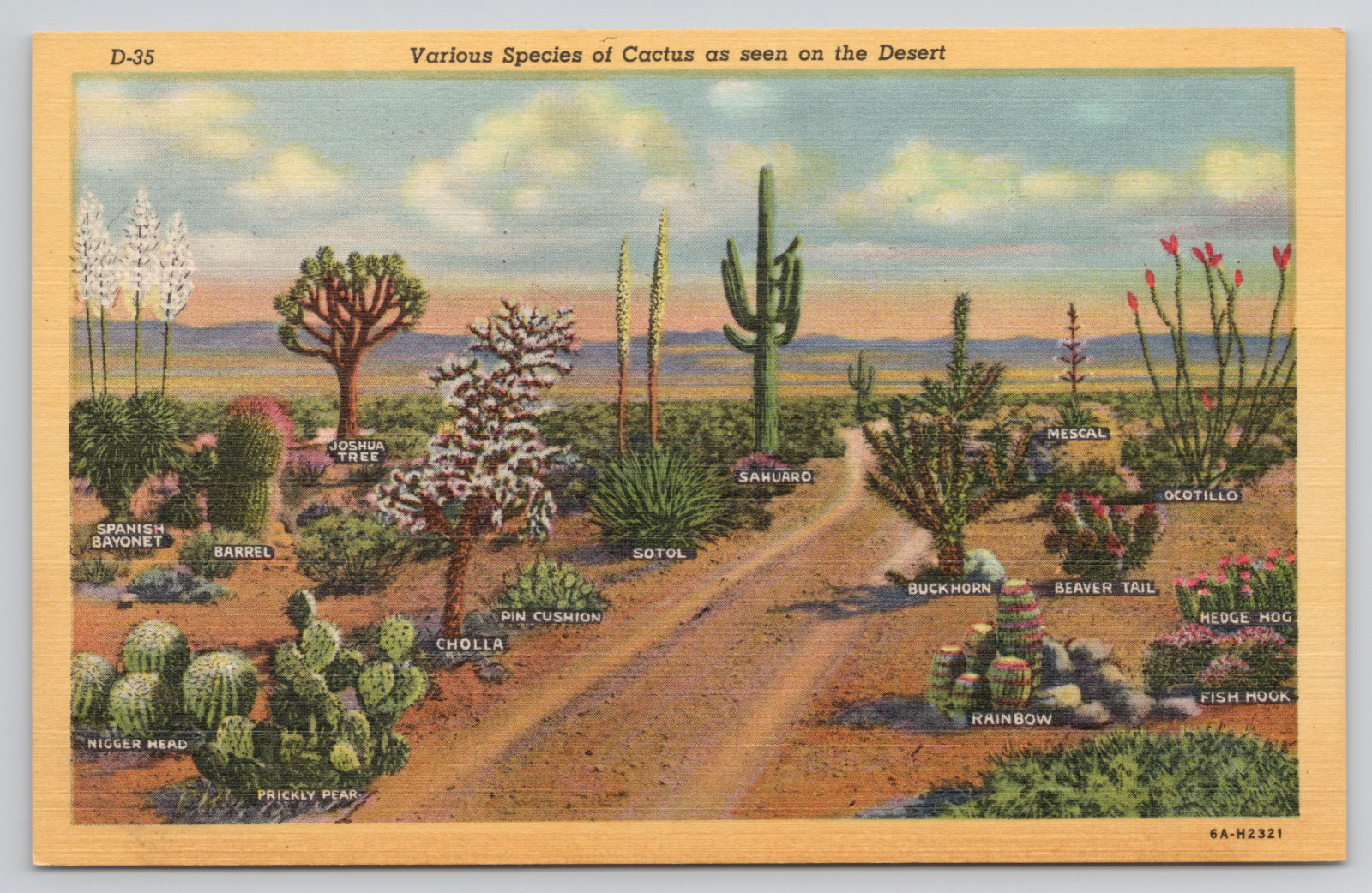 Arizona Various Cactus Species Linen Postcard