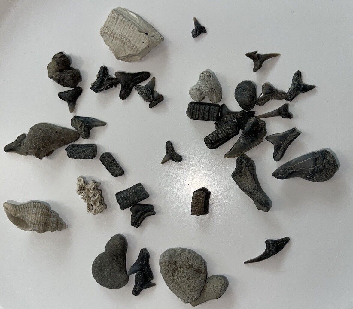 Shark Teeth Miocene and Pliocene marine fossils Collection A
