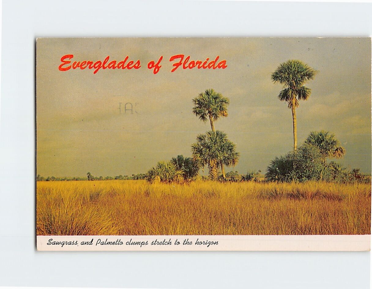 Postcard Sawgrass and Palmetto clumps stretch to the horizon Everglades FL USA