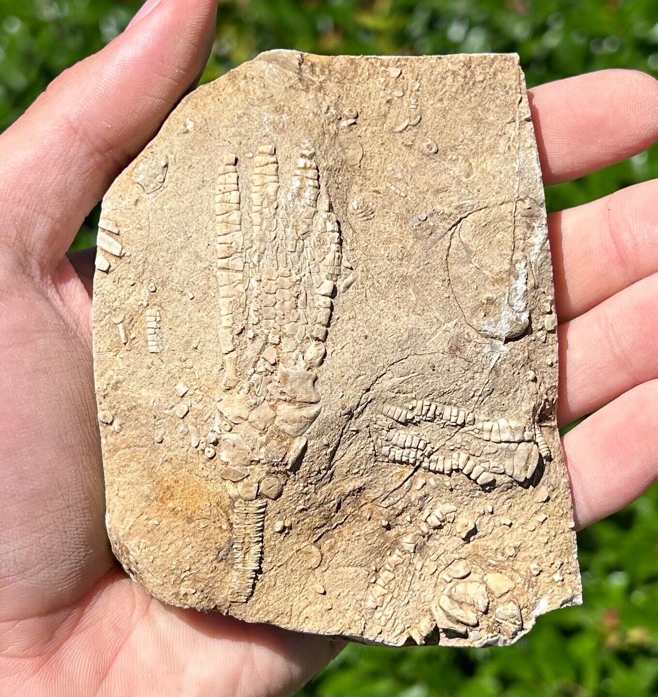 DOUBLE Fossil Crinoids in Matrix Phacelocrinus Alabama Bangor Limestone Fm