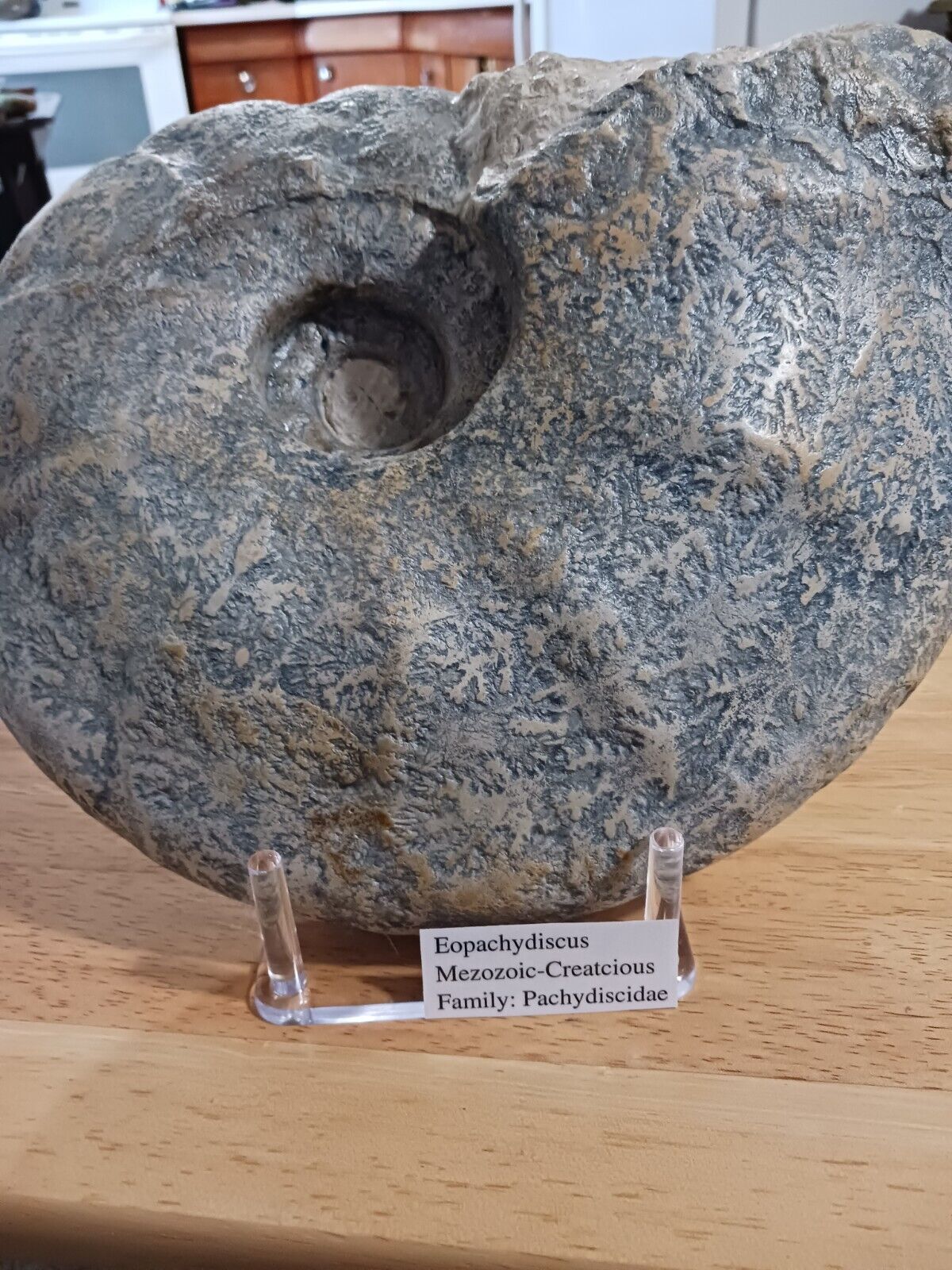 HUGE Eopachydiscus Ammonite from Texas with Supreme Sutures 22 Pounds