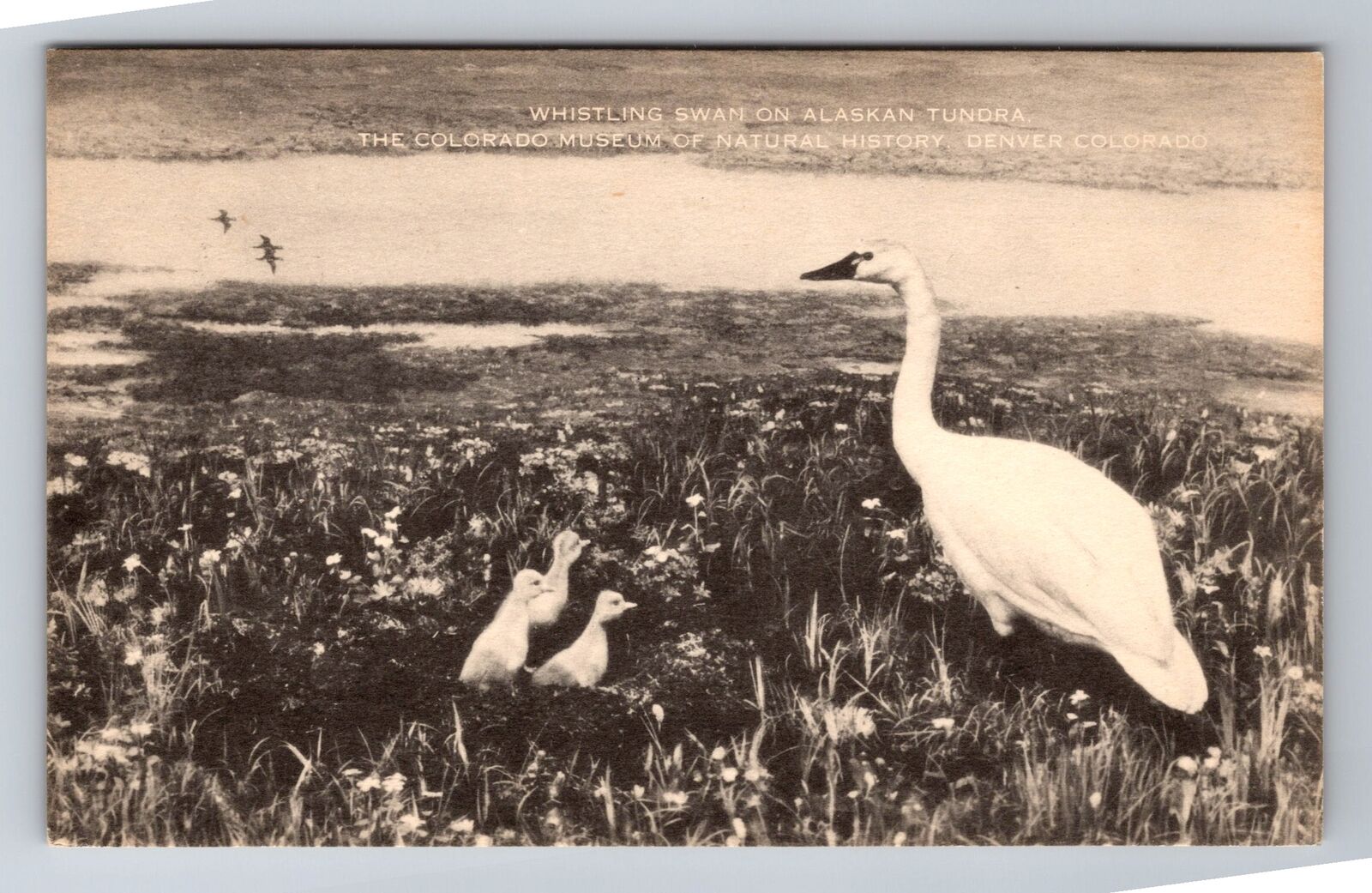 Denver CO-Colorado, Whistling Swan On Alaskan Tundra, Antique, Vintage Postcard