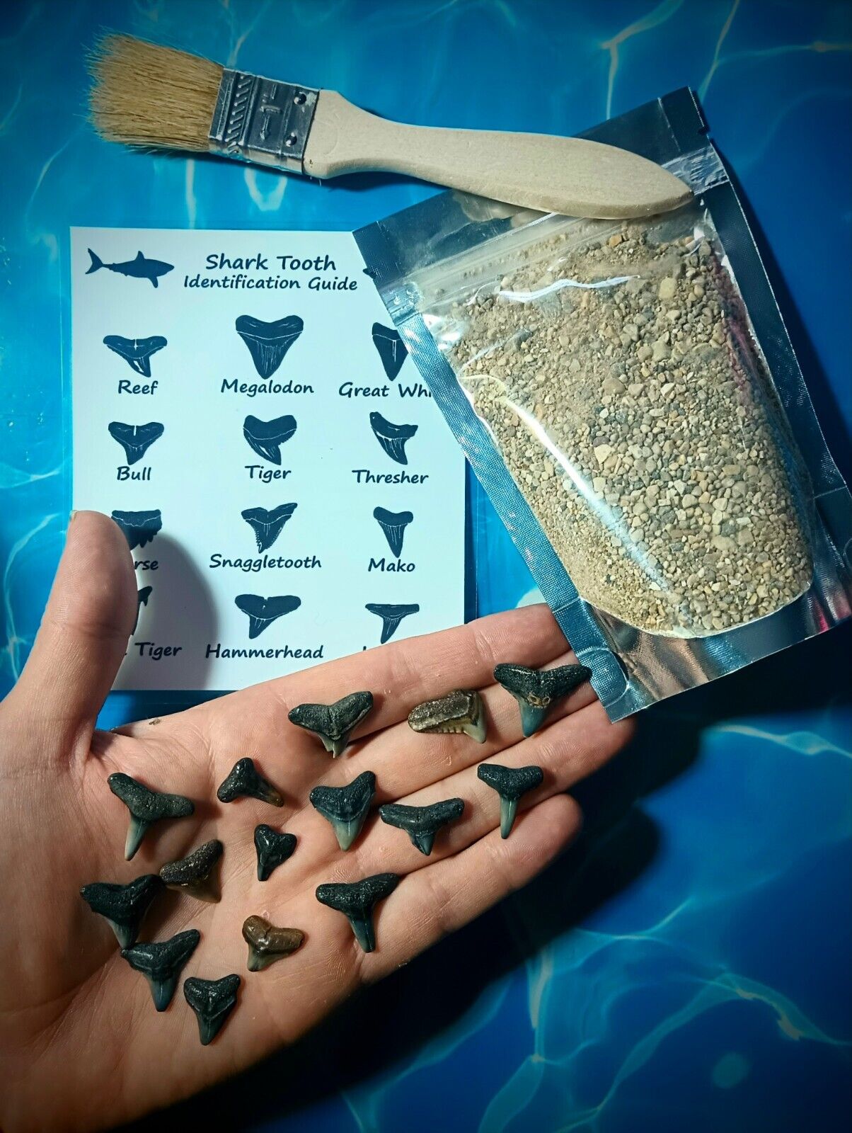 Venice Beach Sharks Teeth Hunt Kit Lots Of Nice Real Fossil Teeth 