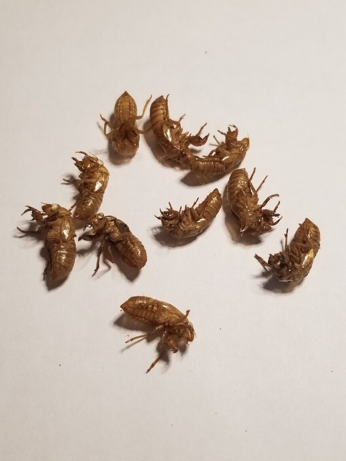 10 Handpicked Cicada Shells from the 2024 Brood Emergence Exoskeleton Husk 