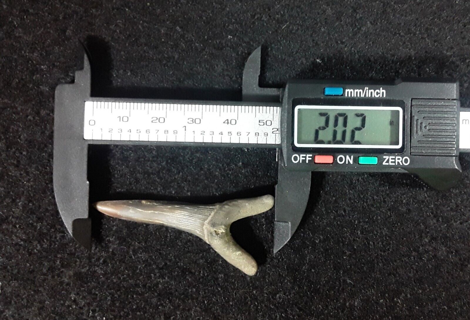 Large Goblin Fossil Shark Tooth Scapanorhynchus Texanus Cretaceous N Ms Jumbo