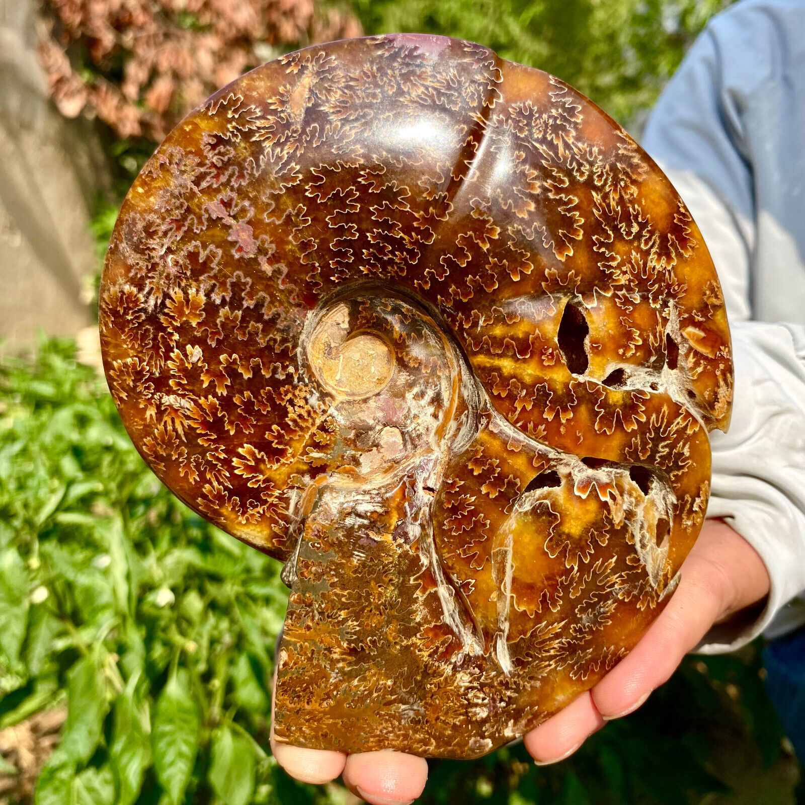 1.4LB Rare Natural Tentacle Ammonite FossilSpecimen Shell Healing Madagascar