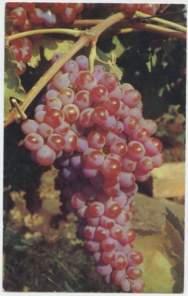 Red Emperor Grapes Table Grapes to Adorn Dining Tables Vintage Postcard