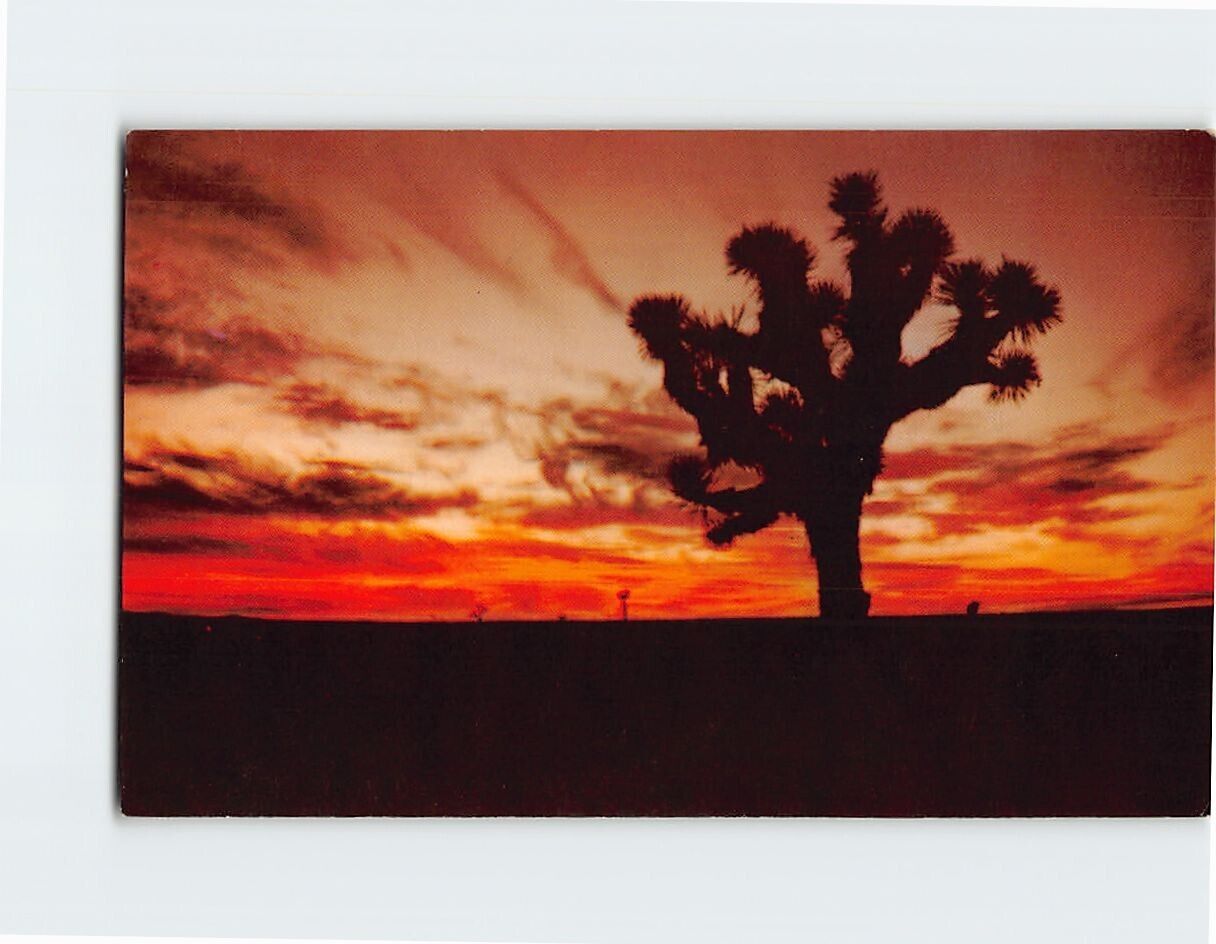 Postcard Sunset Desert Scene