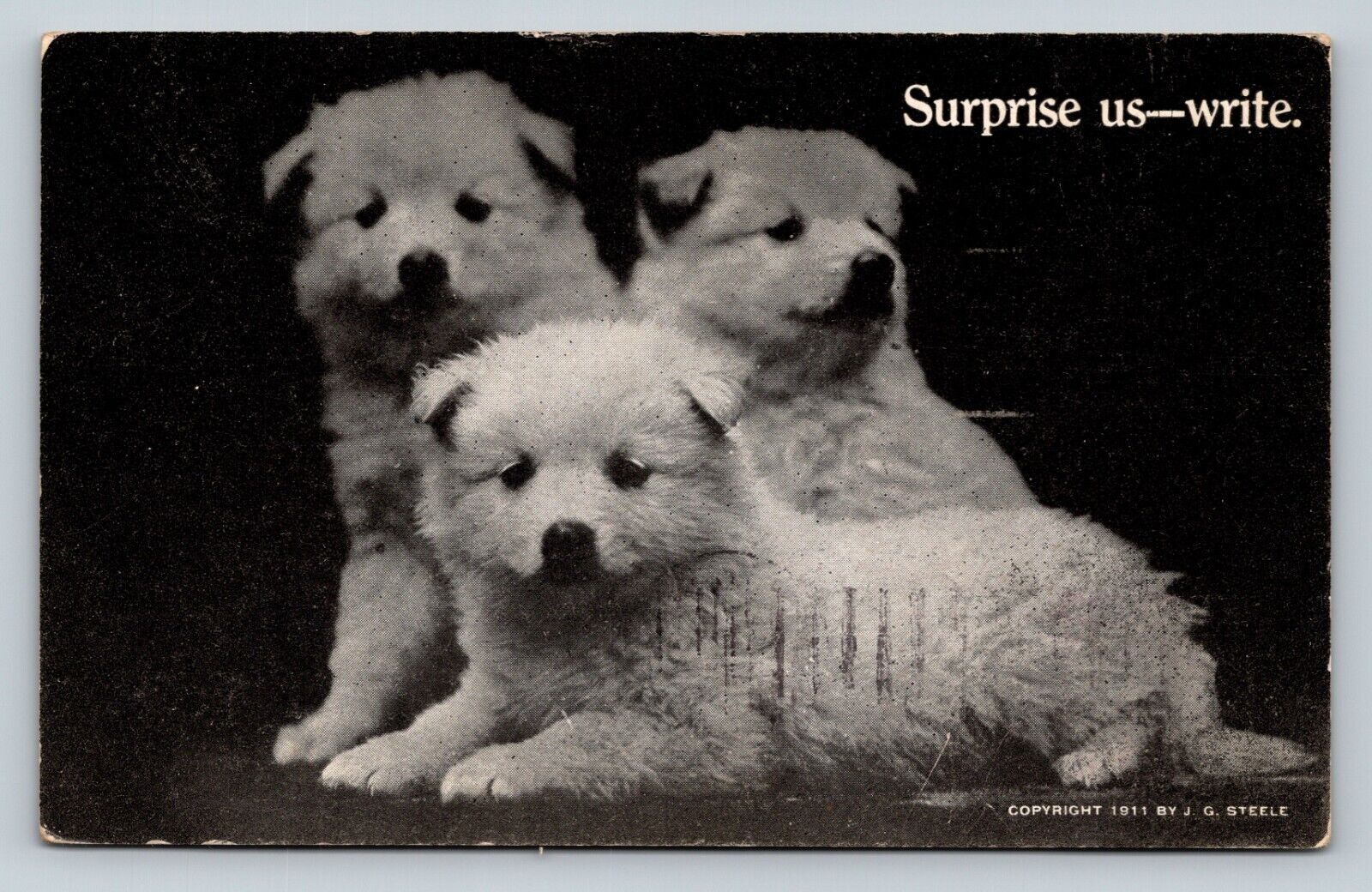 1911 Puppy Dogs - Surprise Us & Write NICE Message On The Back ANTIQUE Postcard