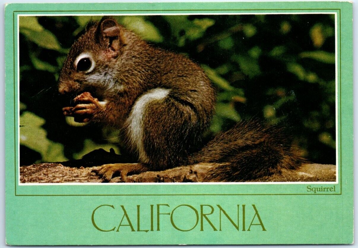 Postcard - Squirrel - California