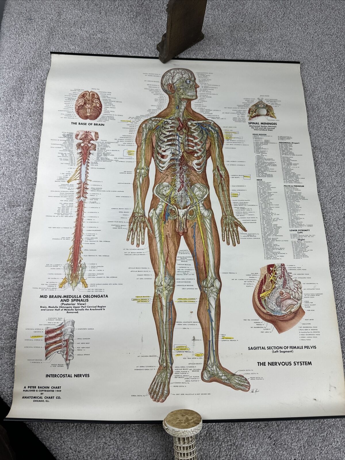 Vintage 1947 Anatomical Chart: The Nervous System Chart 20