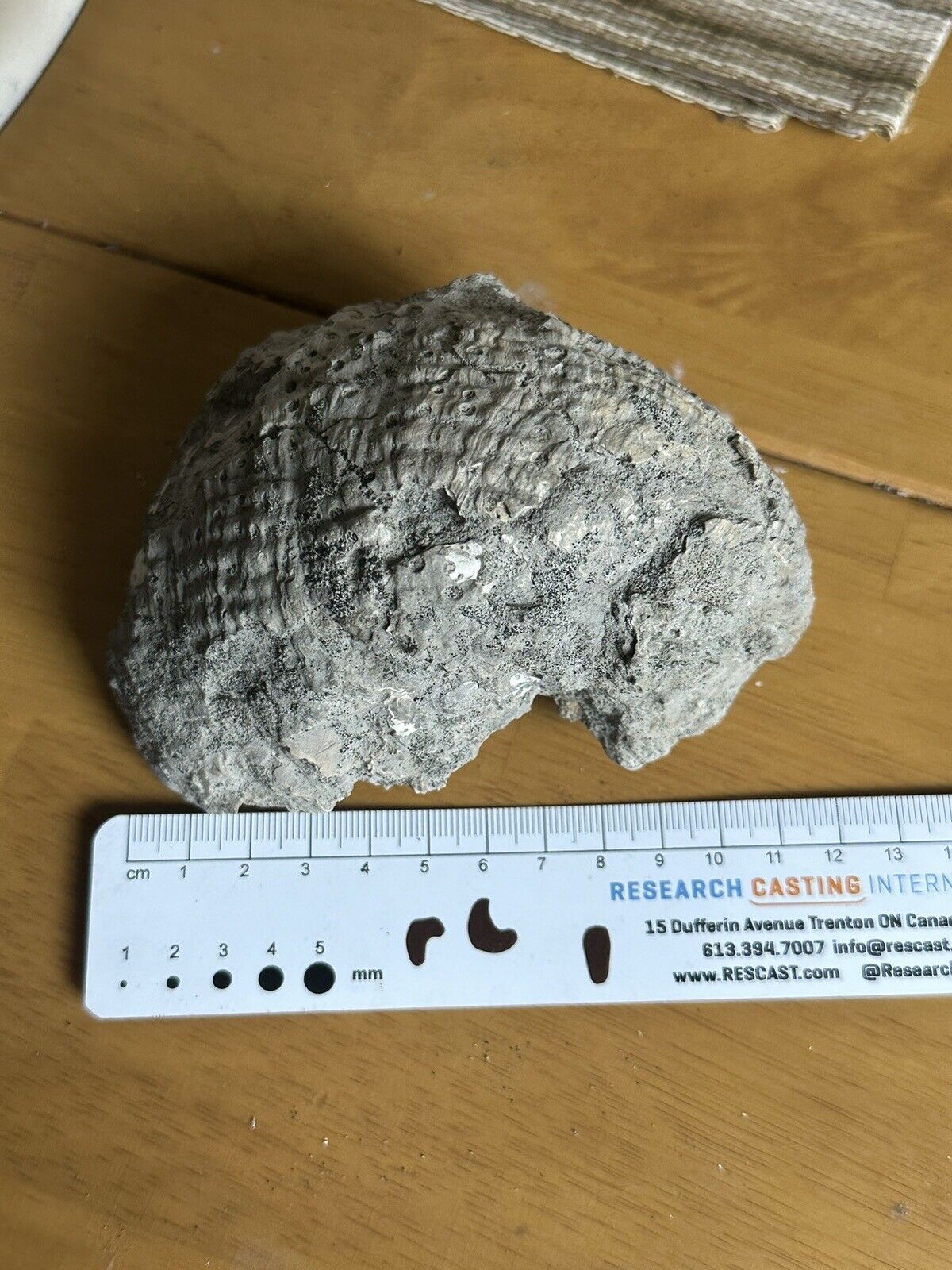 BUDGET DINOSAUR ERA Oyster Exogyra costata Fossil NJ Cretaceous Mollusk 12 Cm