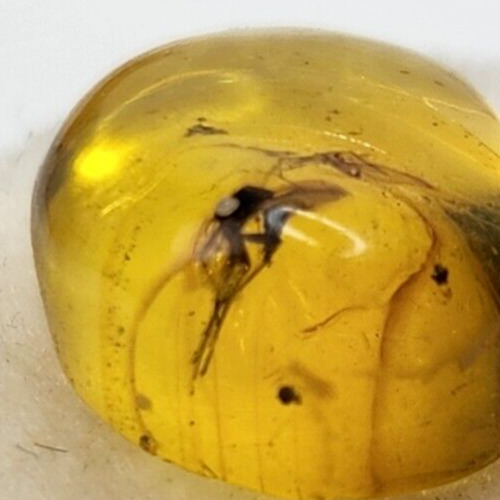 Dominican Amber with Flying Insect Inclusion - Oligocene Fossil