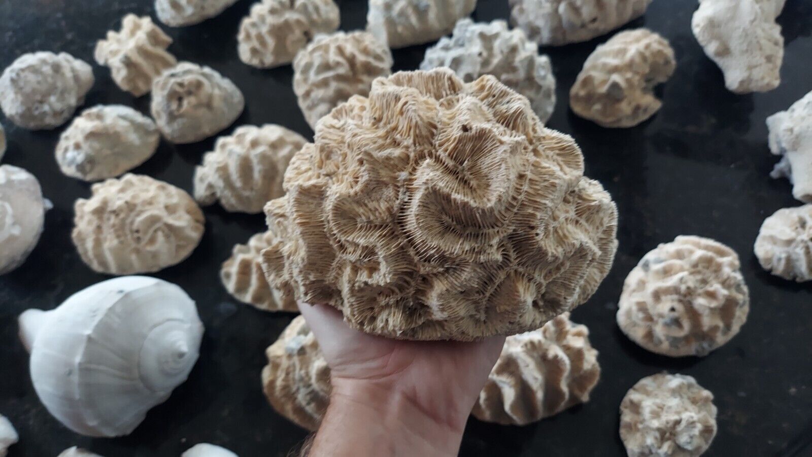 Prehistoric Brain Coral Fossil Collection (40 pieces) Extremely Rare