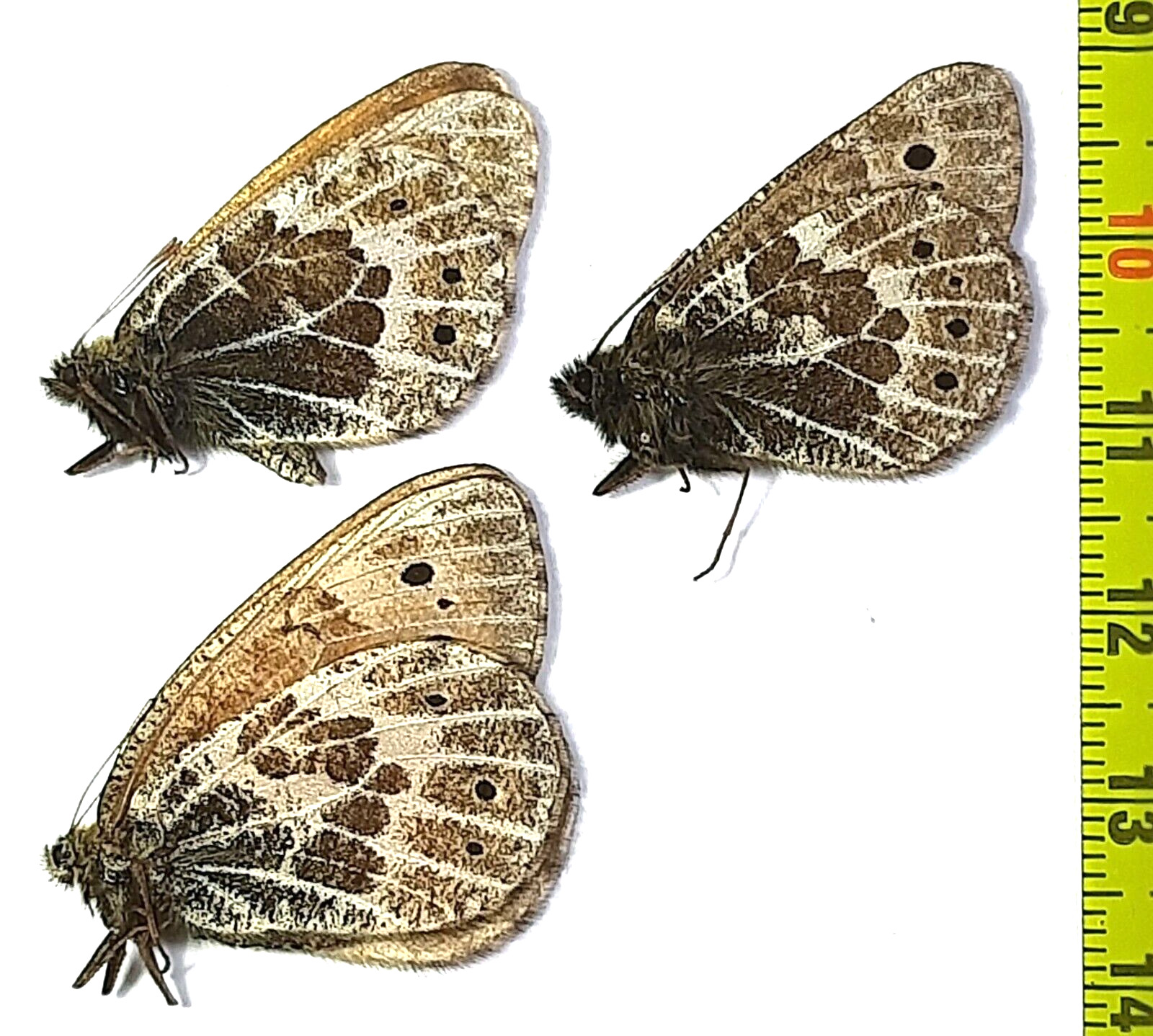 Satyridae, Oeneis tarpeia grossi  2m+1f A1, E. Russia  (S. Siberia)