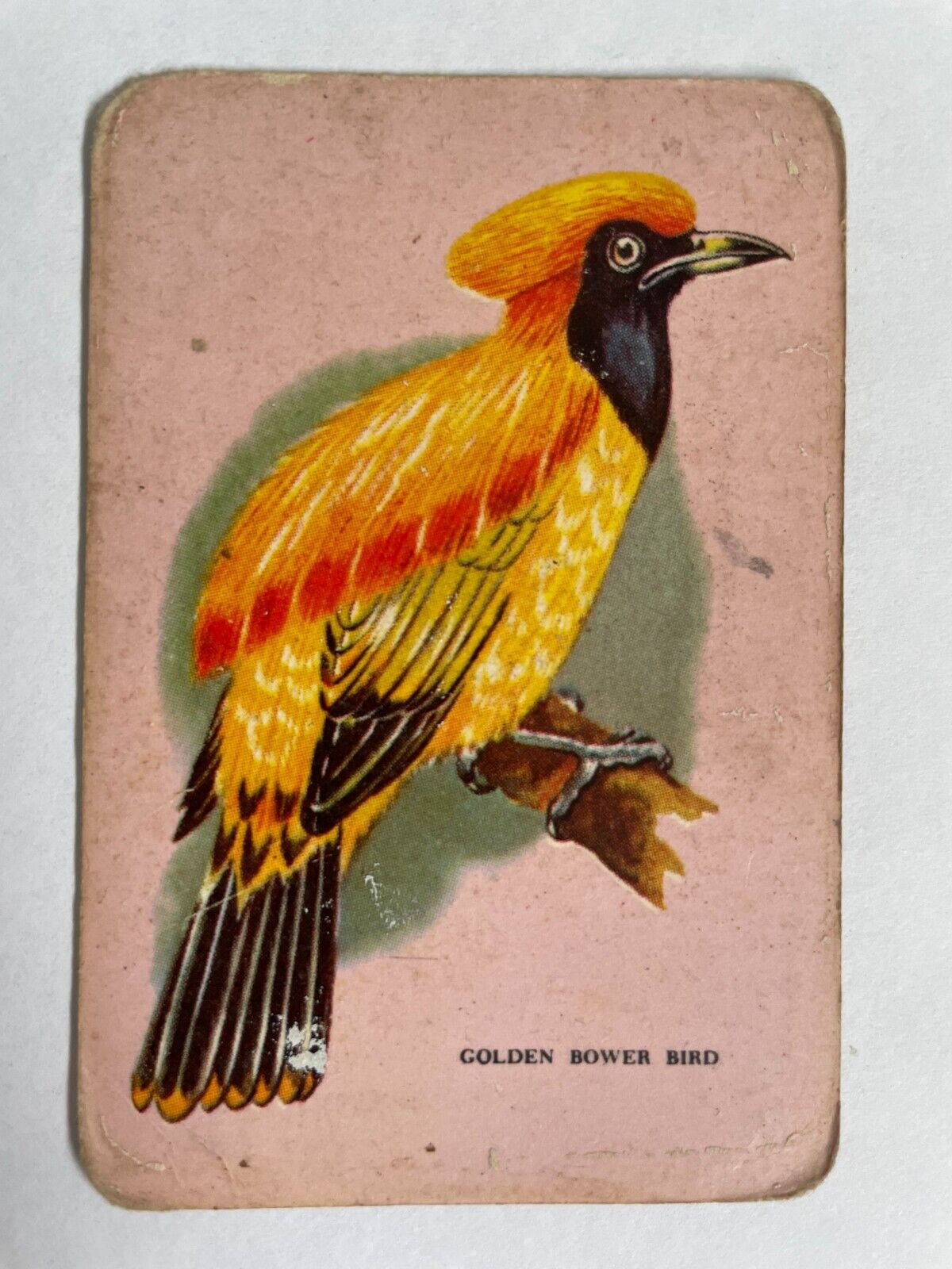 Golden Bower Bird Artist Painting Vintage Rare Estate Retro Woolworths Swap Card
